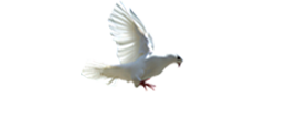 Divine Praises and Devotions